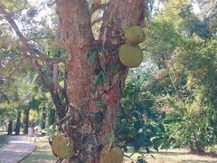-中国科学院西双版纳热带植物园