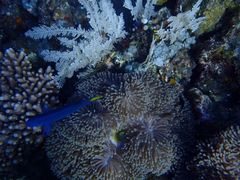 -飞鱼&摩娜潜水度假村