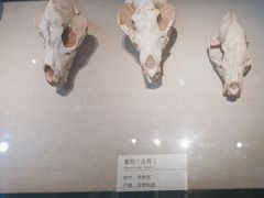 -浙江自然博物院(杭州馆)
