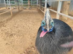 -贵州森林野生动物园