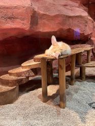 -Zoolung Zoolung动物主题公园(海信广场店)