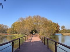 -贡湖湾湿地公园