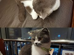 -喵园·猫主题咖啡厅·撸猫·猫咖(国贸店)