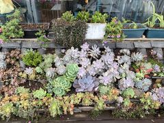 -野菌皇海景野生菌火锅(滨海大道店)