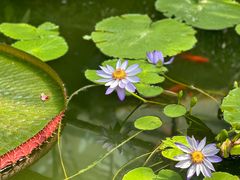 -国家植物园南园