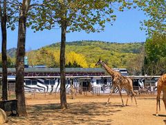 -大连森林动物园