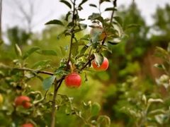 -古柏渡飞黄旅游区