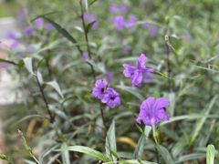 -大渡口区义渡公园