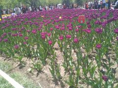 -长春公园(普阳街道)