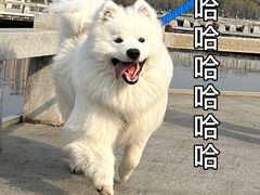 -翊宠yipet猫狗购宠庄园犬舍•猫舍