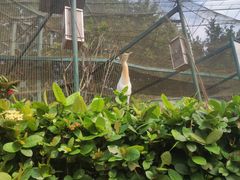-吉隆坡雀鸟公园