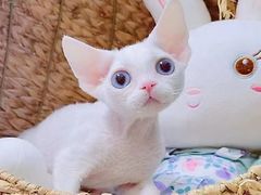 -十年猫舍·猫咪专门店(普陀店)
