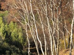 -塞罕坝国家级自然保护区