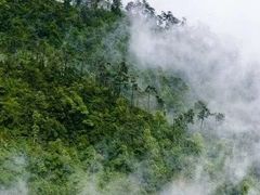 -九龙江国家森林公园