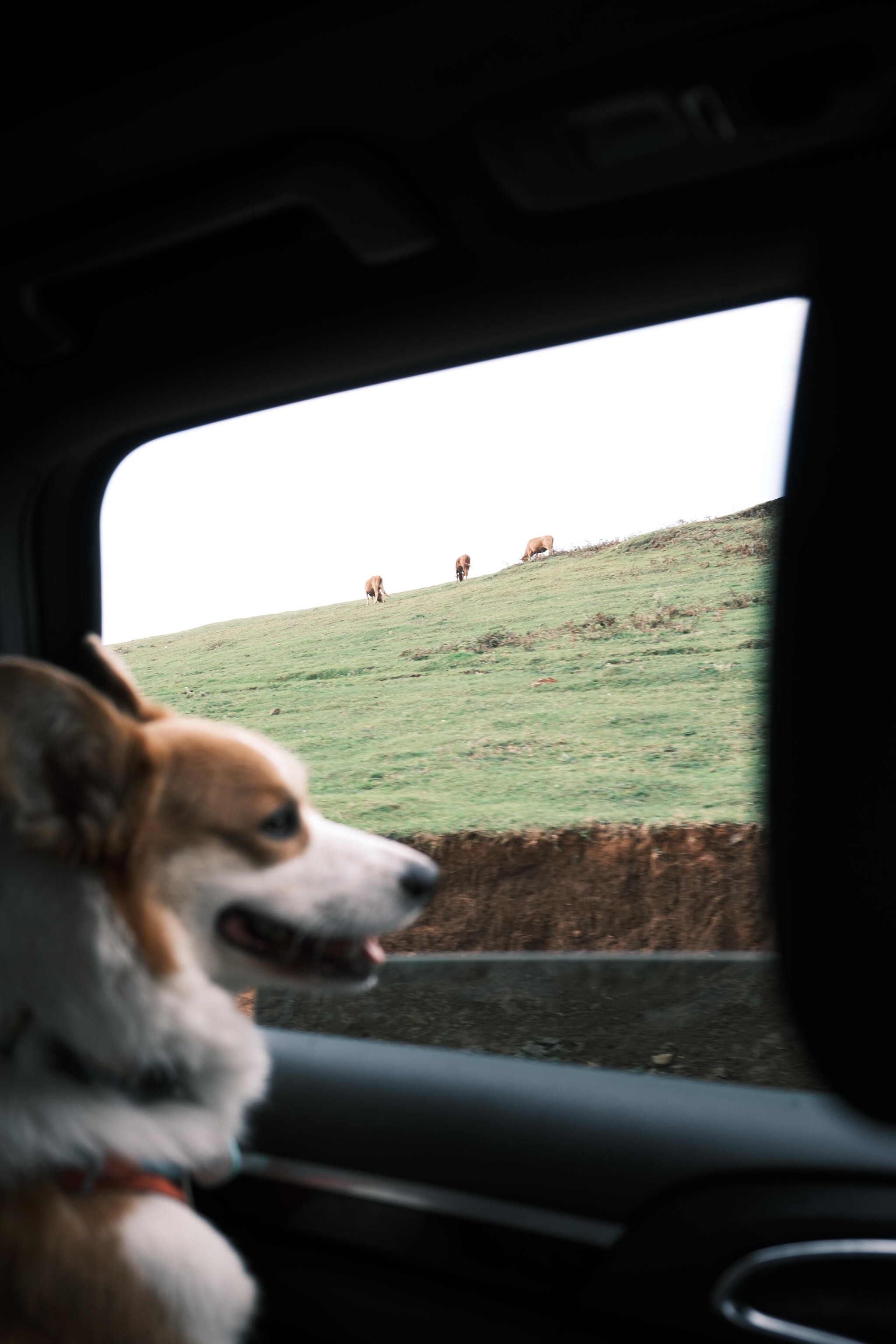 旷野之犬图片