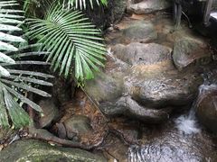 -呀诺达热带雨林
