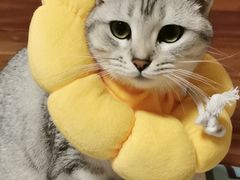 -纳吉亚猫专科动物医院·北北分院
