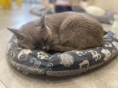 -猫力发电所·宠物专门店