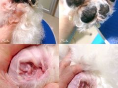 -佳雯宠物医院(金华南路分院)