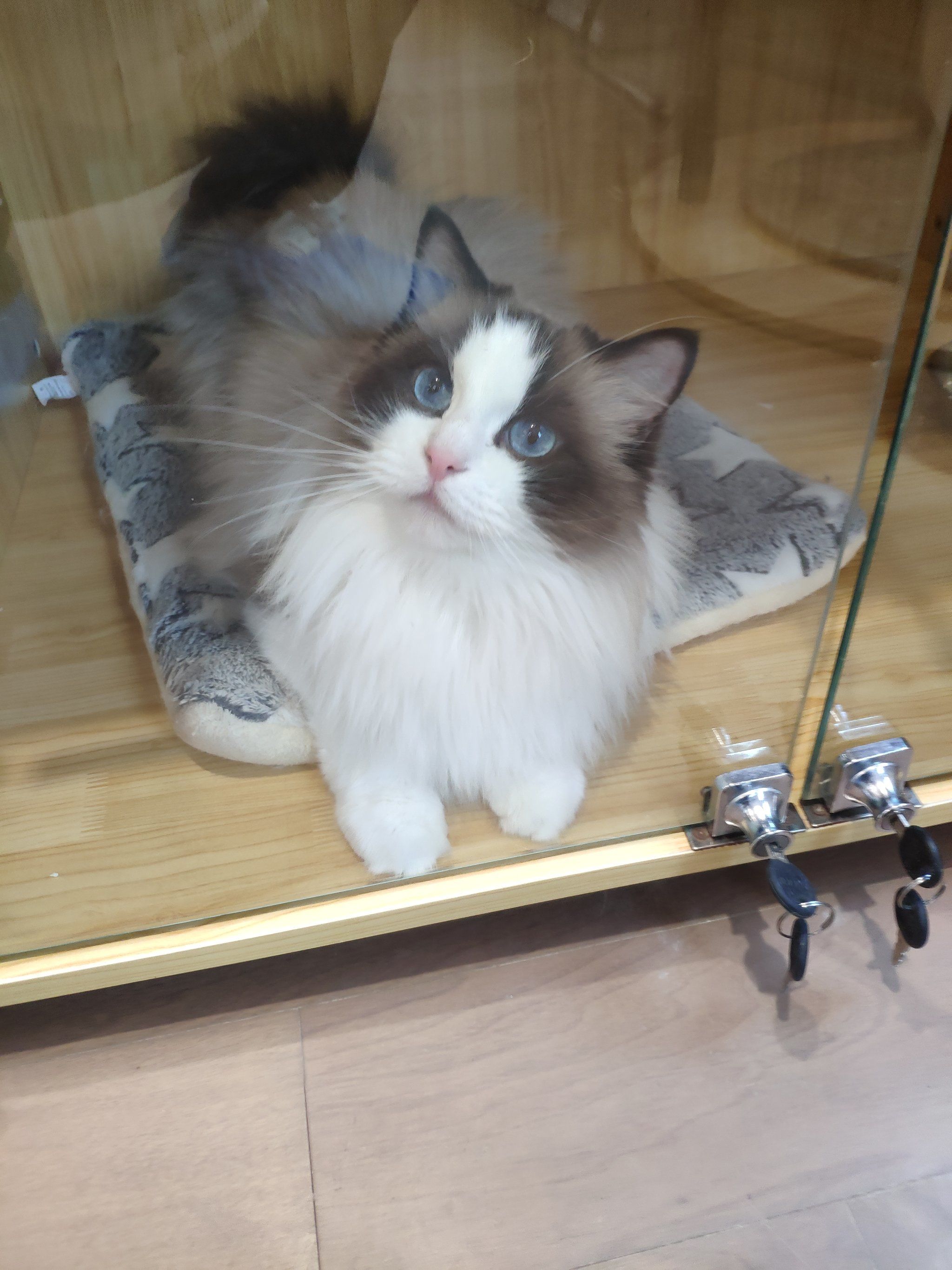 小偿领养仙女布偶猫