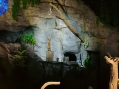 -夜间野生动物园