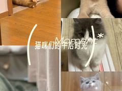 -欣宠猫屋·矮脚拿破仑·蓝金金渐层