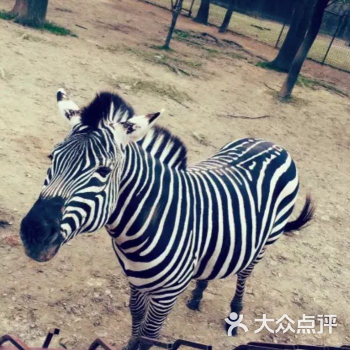 揚州動物園