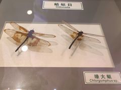 -上海昆虫博物馆