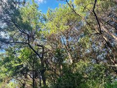 -铁山坪森林公园