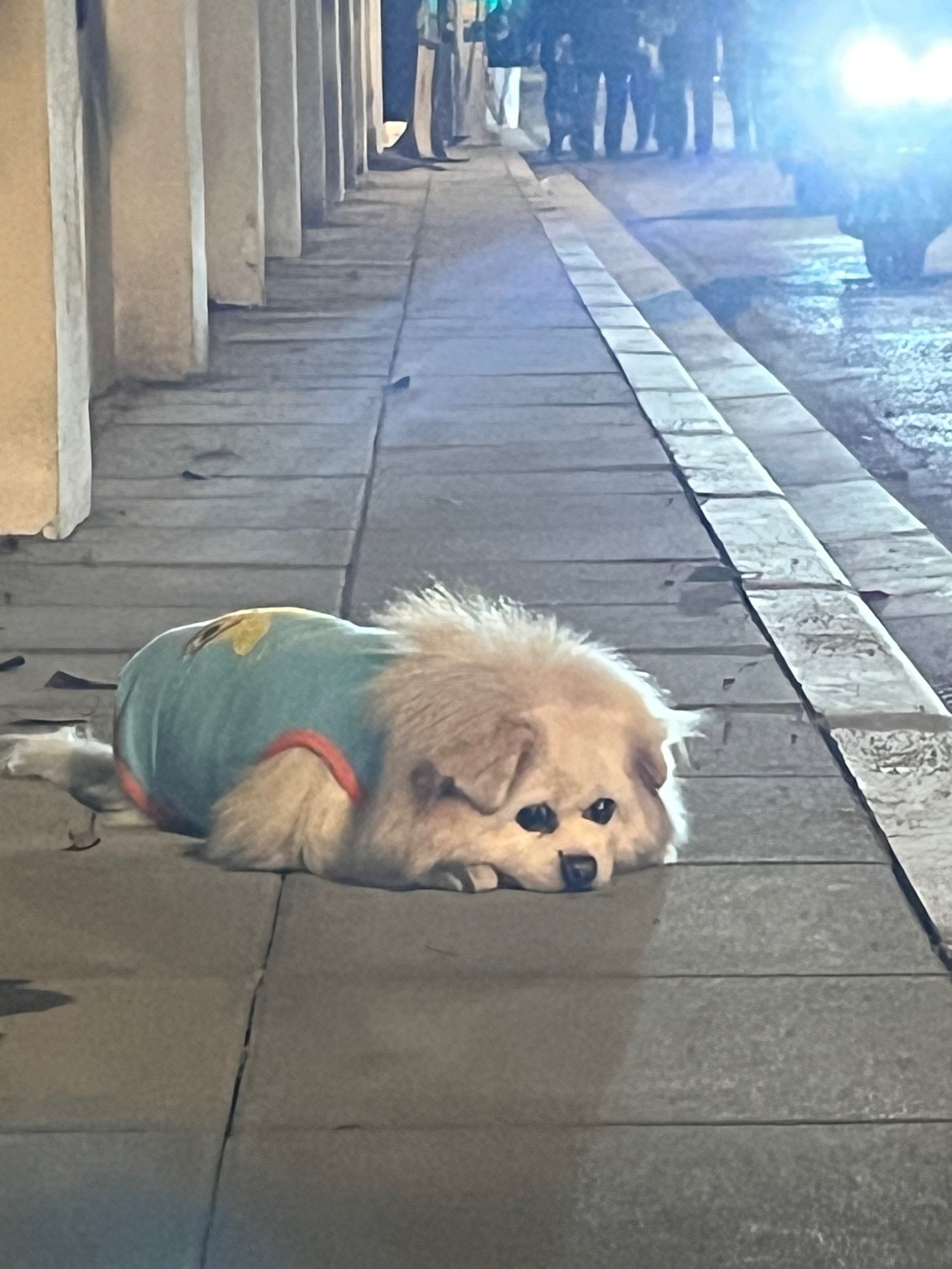 偶遇一只趴在地上不动的小狗狗