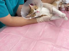 -北京观赏动物医院·24小时大型综合·猫专科·异宠专科