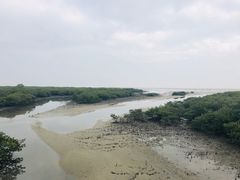 -北海金海湾红树林生态旅游区