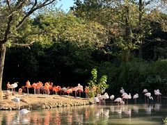 -上海野生动物园