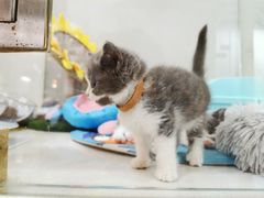 -糯米喵星人总部直营旗舰店·猫舍·幼猫出售