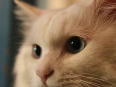 -Babycat私家御饼屋(龙头路一店)