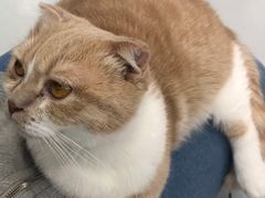 -糯米喵星人·撸猫猫舍咖啡馆(西市场嘉华店)