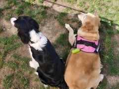 -趣玩宠物乐园寄养训犬训狗游泳池