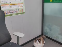 -半岛宠物医院24小时(科华中路店)