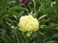 -黑龙江省森林植物园