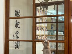 -猫小主咖啡·猫咖cat cafe(福田店)