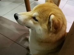 -柴务处·柴犬主题狗咖