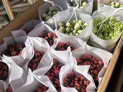 -宝鸡东道花鸟鱼虫市场(吉利花园商场店)