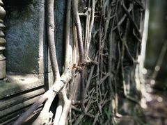 -洞里萨湖