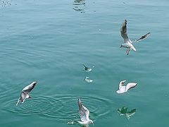 -巧克力渔家.小船海鲜胶东菜(万平口店)