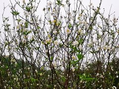 -南国桃园旅游度假区