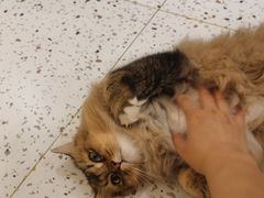 -猫域·湾主题猫咖·宠物吧(南坪城市广场店)