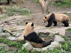 -都江堰中华大熊猫苑