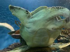 -上海海洋水族馆