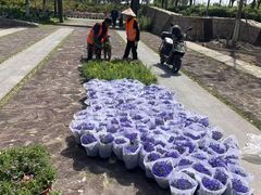 -春花秋色城市公园