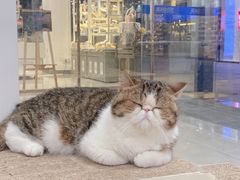 -瞄一喵猫咖(格力海岸店)
